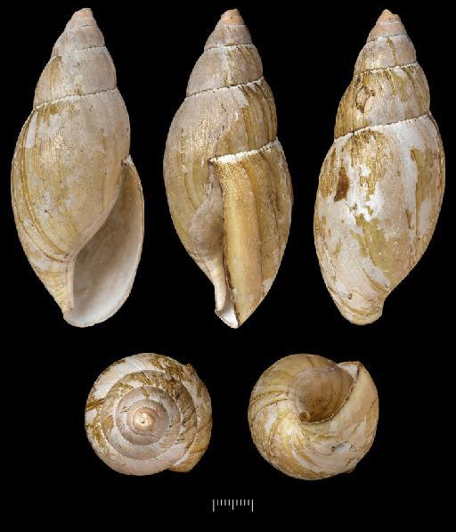 Glandina aurata subterclass Tectipleura Morelet, 1849 - 1893.2.4.1958, Syntype, Glandina aurata Morelet, 1849
