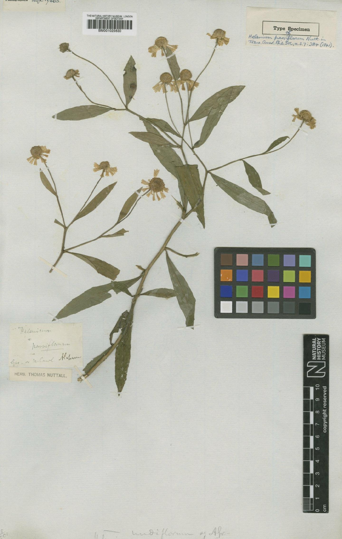 To NHMUK collection (Helenium nudiflorum Nutt.; Holotype; NHMUK:ecatalogue:1185401)