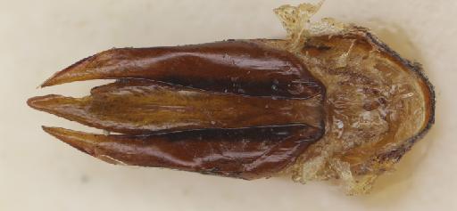 Cryptalaus nebulosus (Candeze, E., 1857) - Cryptalaus nebulosus paralectotype male aedeagus