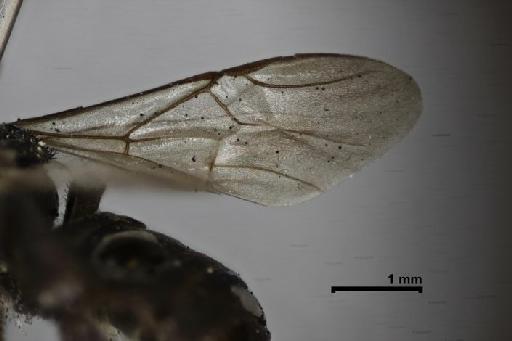 Scaptotrigona tubiba (Smith, F., 1863) - Trigona_tubiba-BMNH(E)970285-wing-2,5x