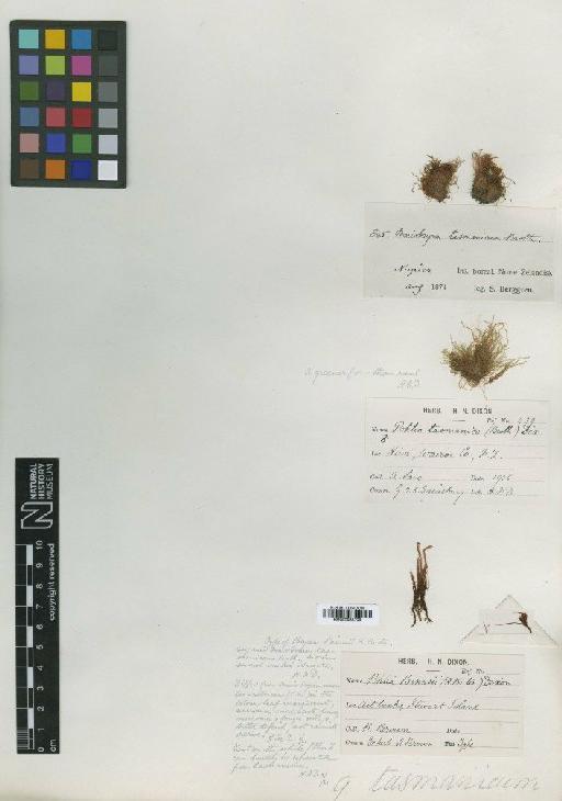 Pohlia wahlenbergii (F.Weber & D.Mohr) A.L.Andrews in Grout - BM000983728_a