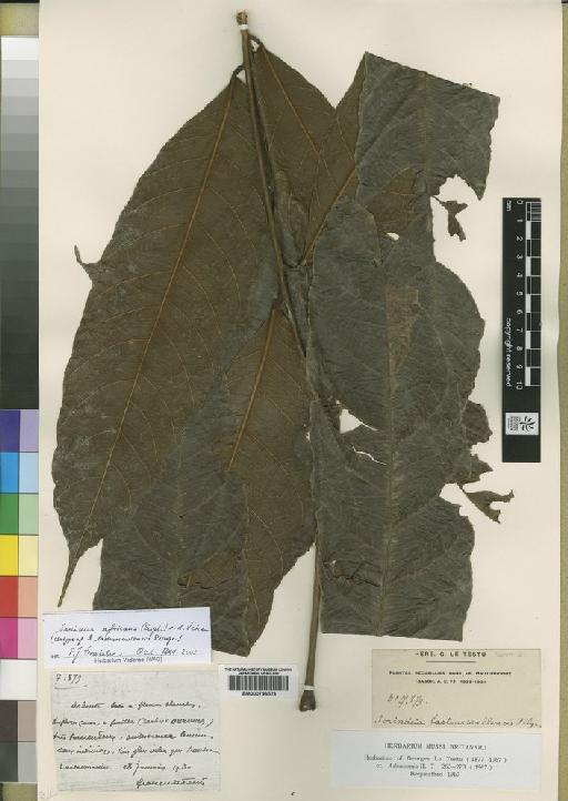 Sorindeia africana (Engl.) Vanderveken - BM000796523