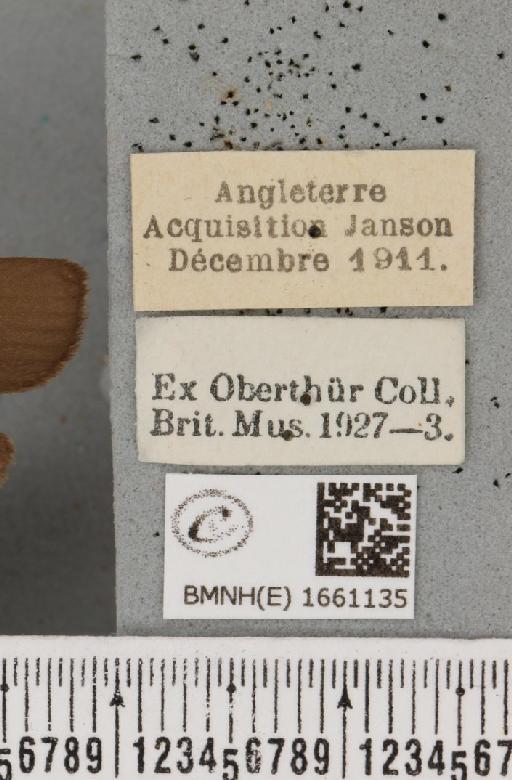 Atolmis rubricollis (Linnaeus, 1758) - BMNHE_1661135_label_285770