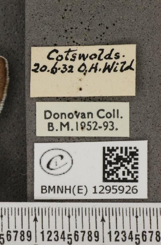 Maculinea arion eutyphron (Fruhstorfer, 1915) - BMNHE_1295926_label_133734