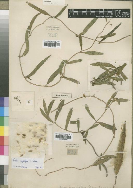 Fockea angustifolia Schum - BM000930092