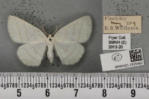 Cabera pusaria (Linnaeus, 1758) - BMNHE_1929482_494887