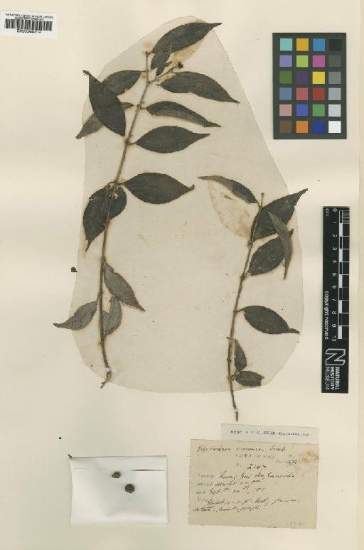 Rhodamnia dumetorum (DC.) Merr. & L.M.Perry - BM000944014