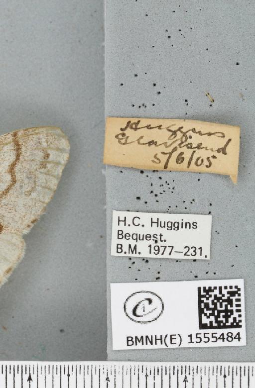 Calliteara pudibunda (Linnaeus, 1758) - BMNHE_1555484_label_254534