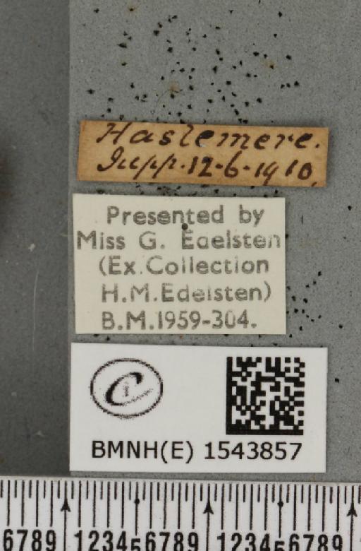 Tetheella fluctuosa (Hübner, 1803) - BMNHE_1543857_label_236492