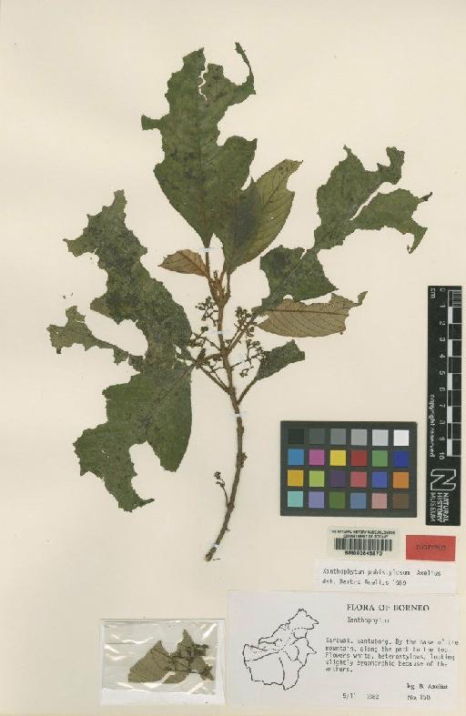 Xanthophytum pubistylosum Axelius - BM000645870