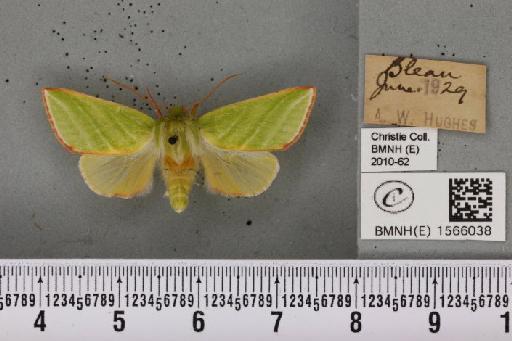 Pseudoips prasinana britannica (Warren, 1913) - BMNHE_1566038_294150