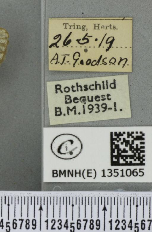 Korscheltellus lupulina ab. albomarginata Cockayne, 1955 - BMNHE_1351065_label_186162
