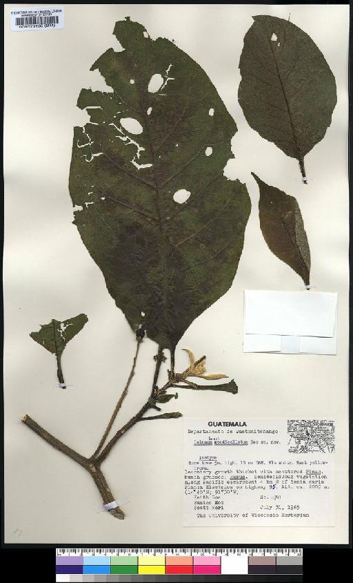 Solanum brevipedicellatum K.E.Roe - Spruce - BM000579109