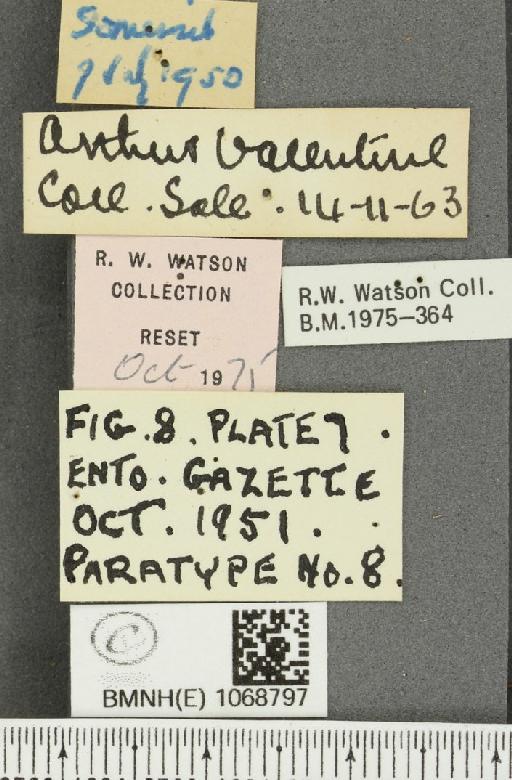 Melanargia galathea serena ab. valentini Williams, 1951 - BMNHE_1068797_label_34535