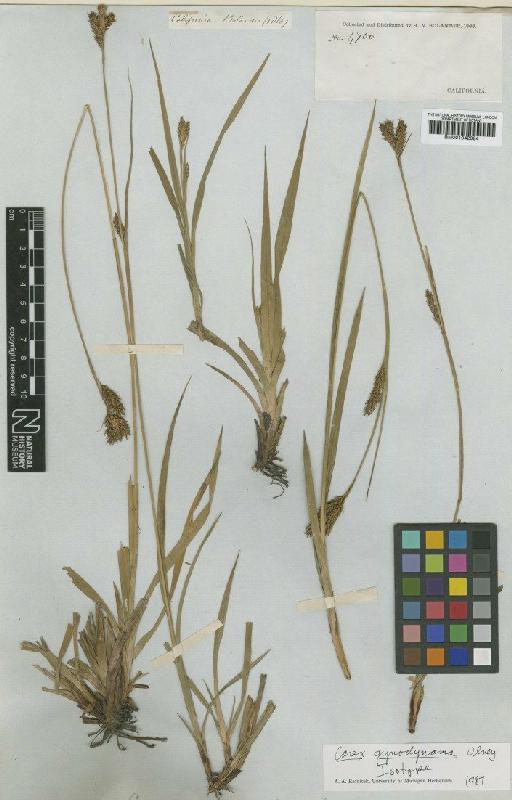Carex gynodynama Olney - BM001042084