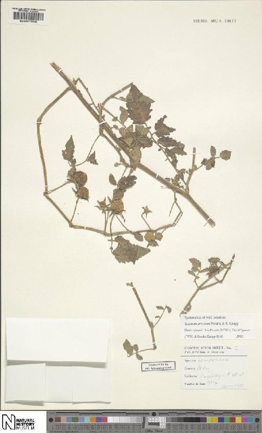 Solanum arcanum subsp. humifusum - BM000778142