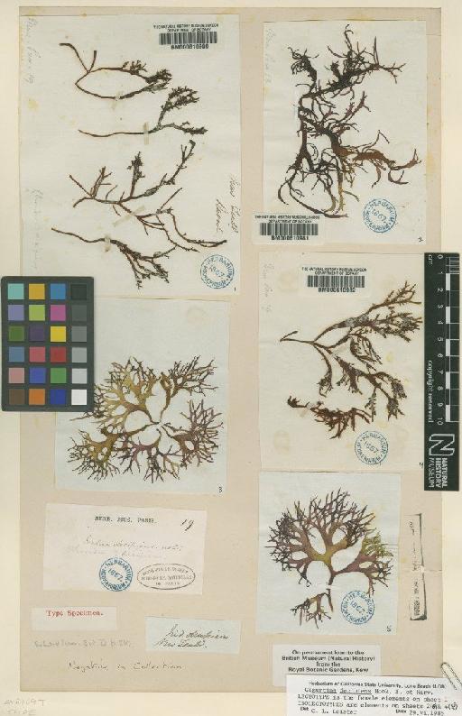 Sarcothalia decipiens Hook.f. & Harv. - BM000610982