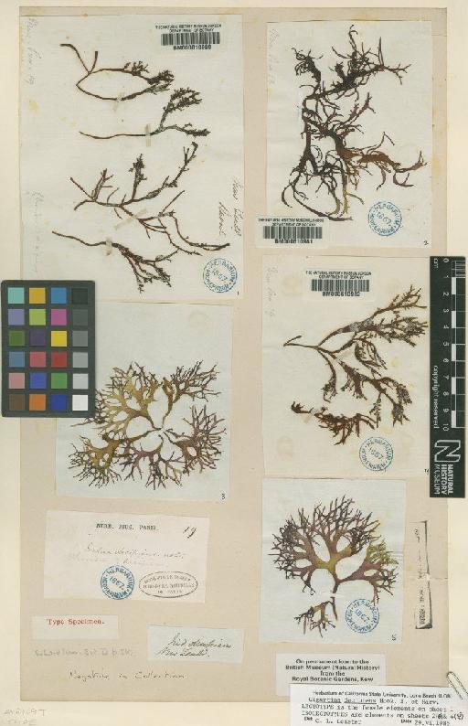 Sarcothalia decipiens Hook.f. & Harv. - BM000610982