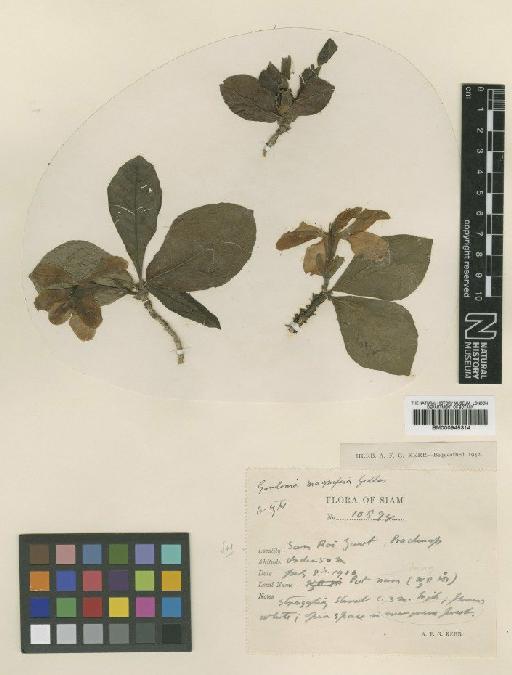 Gardenia magnifica Geddes - BM000945314