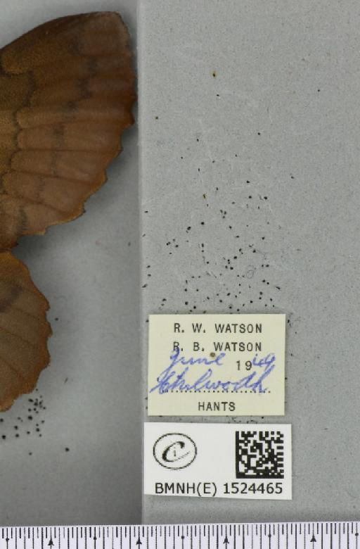 Gastropacha quercifolia (Linnaeus, 1758) - BMNHE_1524465_label_198620