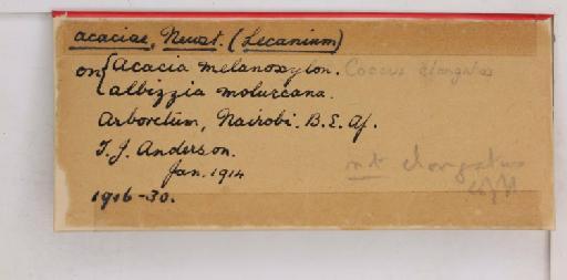 Coccus acaciae Newstead, 1917 - 010713715_additional