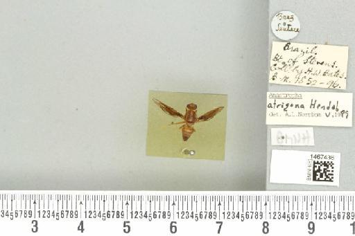 Anastrepha atrigona Hendel, 1914 - BMNHE_1467436_40332