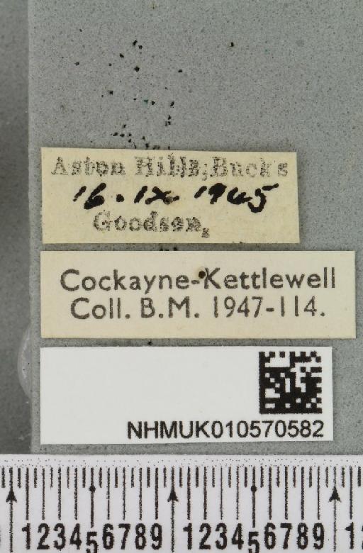 Omphaloscelis lunosa ab. pallida Spuler, 1907 - NHMUK_010570582_label_628396