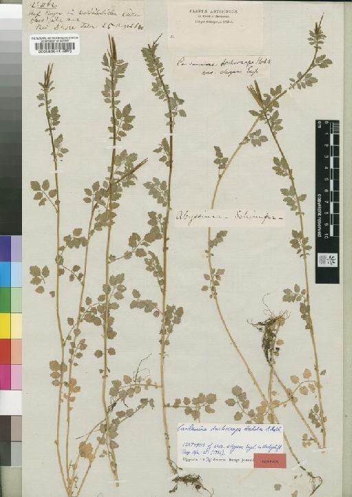 Cardamine trichocarpa - BM000583644