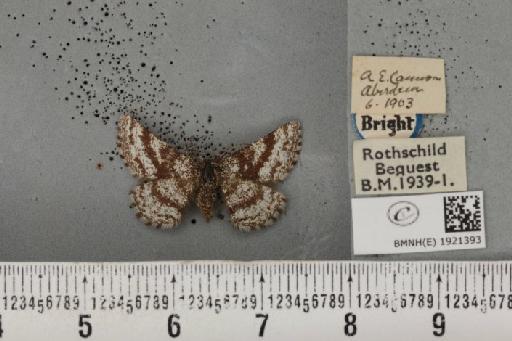 Ematurga atomaria ab. latelineata Biezanko, 1924 - BMNHE_1921393_486601