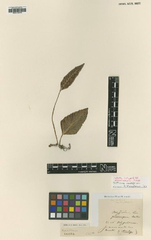 Selliguea caudiformis (Blume) J.Sm. - BM001039704
