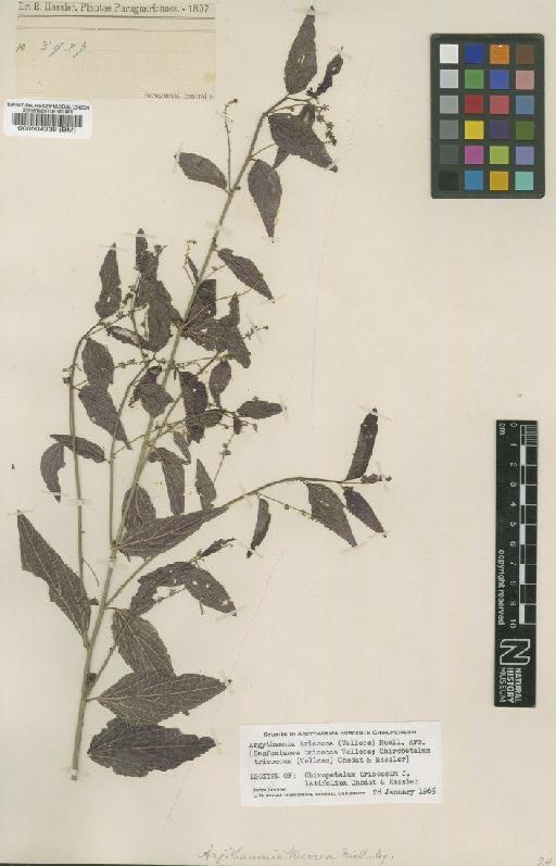 Argythamnia tricocca (Vell.) Müll.Arg. - BM000504338
