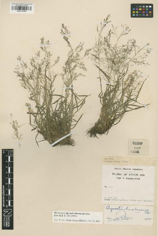 Agrostis himalayana Bor - BM001122896
