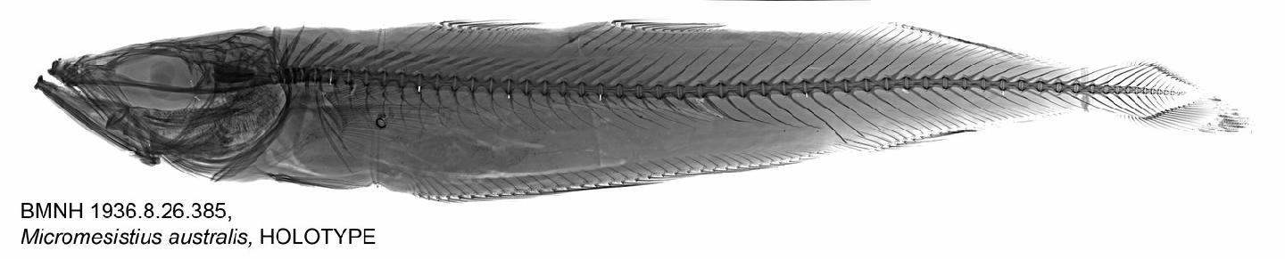 To NHMUK collection (Micromesistius australis Norman, 1937; HOLOTYPE; NHMUK:ecatalogue:2515765)