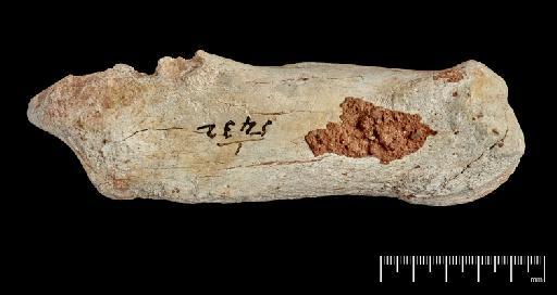 Megaloceros giganteus (Blumenbach, 1799) - Pre-DSA photo of M 753 (3)