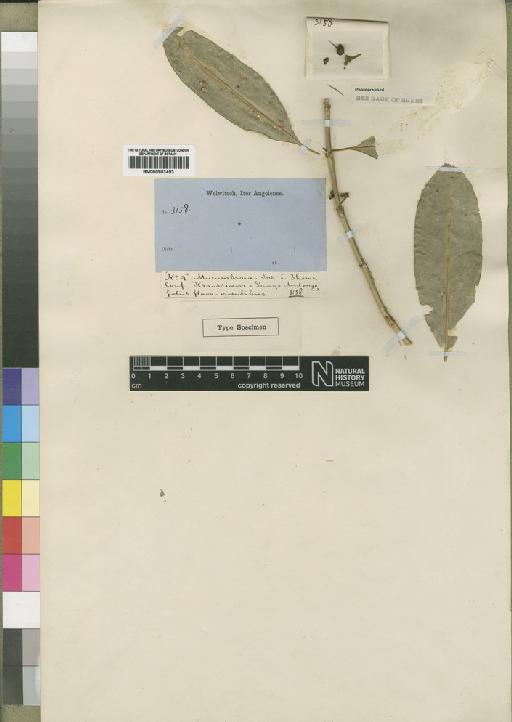 Craterispermum montanum Hiern - BM000903493