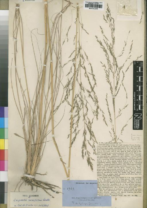 Eragrostis airiformis Rendle - BM000922975