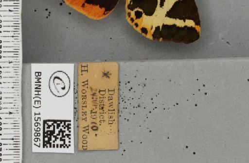 Euplagia quadripunctaria (Poda, 1761) - BMNHE_1569867_label_496746