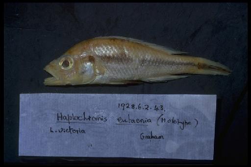 Haplochromis eutaenia Regan & Trewavas, 1928 - Haplochromis eutaenia; 1928.6.2.43