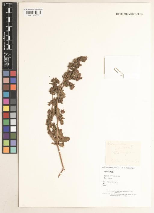 Potentilla L. - 011028772