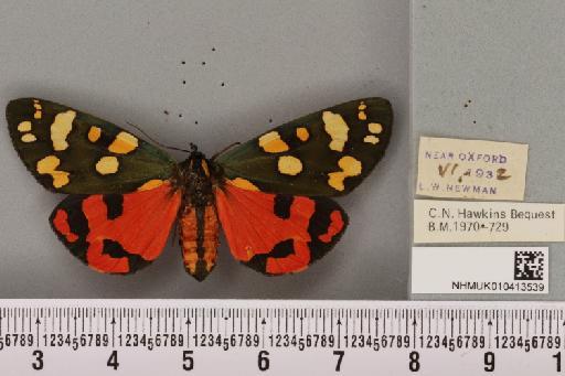 Callimorpha dominula (Linnaeus, 1758) - NHMUK_010413539_523548