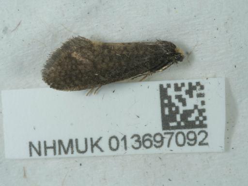 Taleporia tubulosa (Retzius, 1783) - 013697092_1