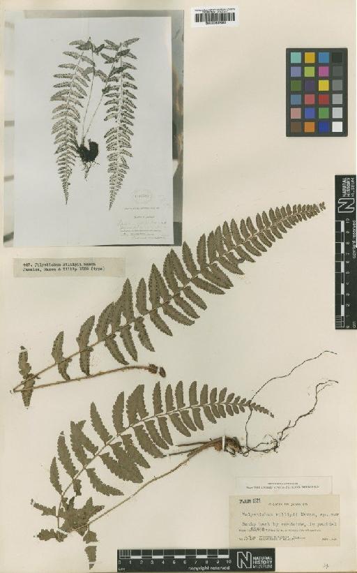 Polystichum killipii Maxon - BM000937893