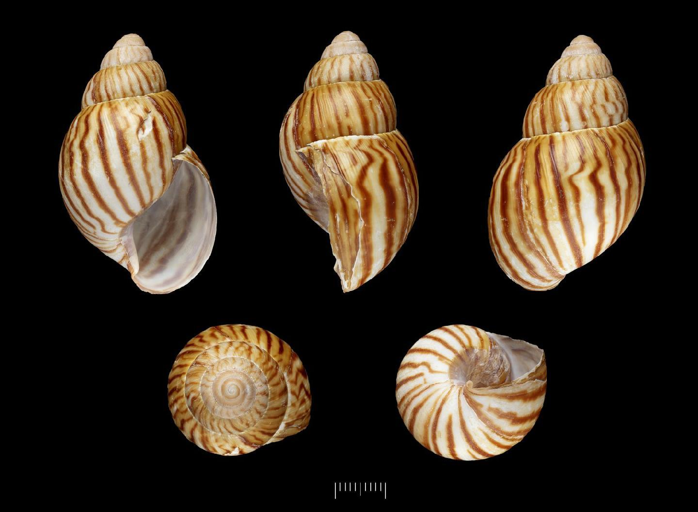 To NHMUK collection (Achatina oedigyra Melvill & Ponsonby, 1894; NHMUK:ecatalogue:2684785)