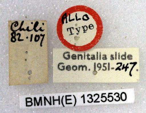 Nebula ignipennis (Butler, 1882) - Ochyria ignipennis Butler syntype female 1325530 labels