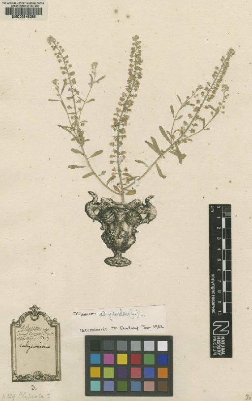 Clypeola alyssoides L. - BM000646255