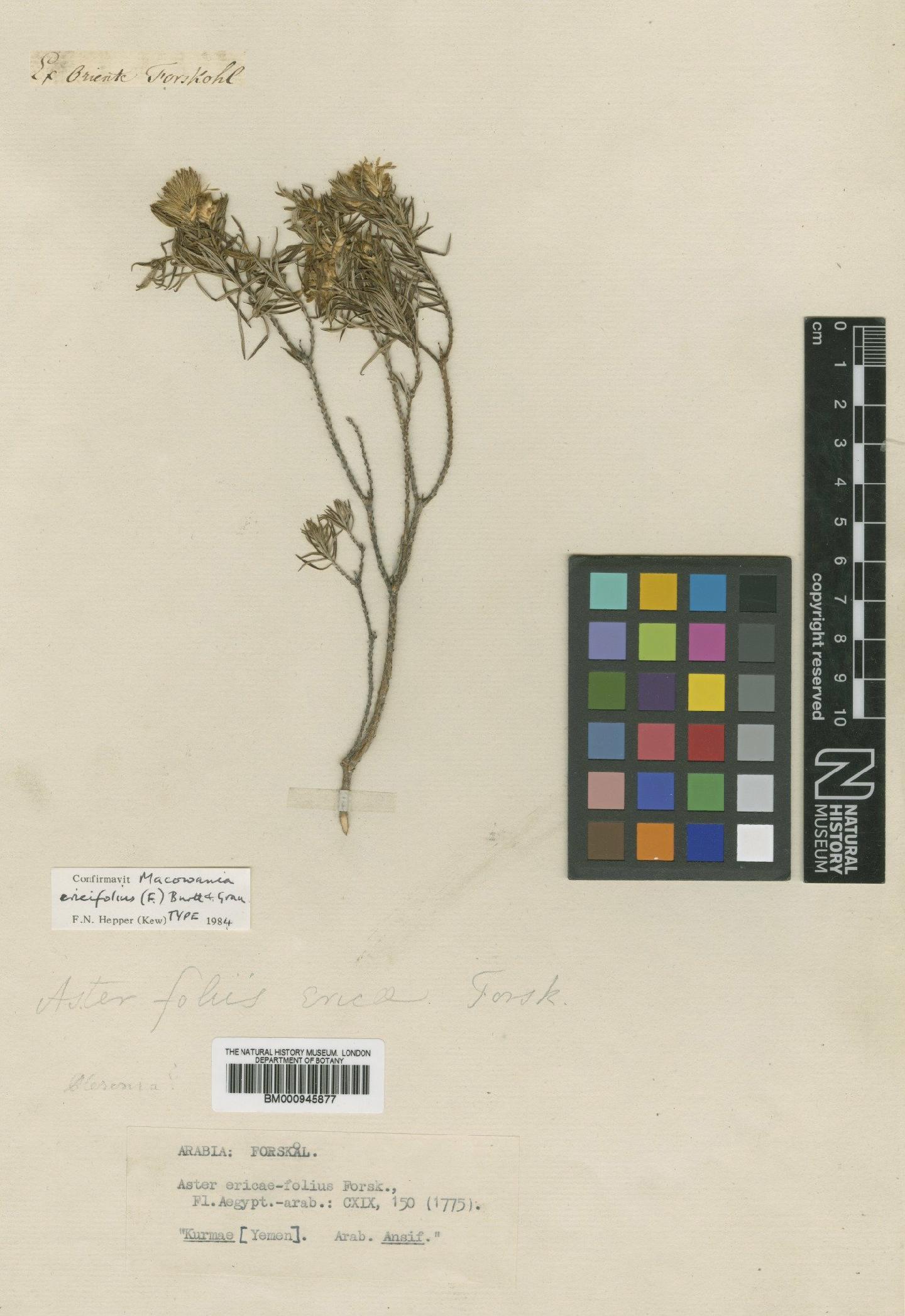 To NHMUK collection (Macowania ericifolia (Forssk.) B.L.Burtt & Grau; Type; NHMUK:ecatalogue:473232)