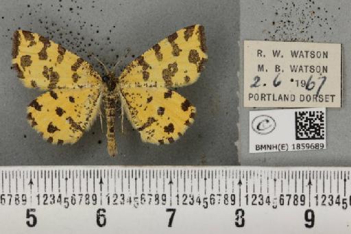 Pseudopanthera macularia (Linnaeus, 1758) - BMNHE_1859689_429985