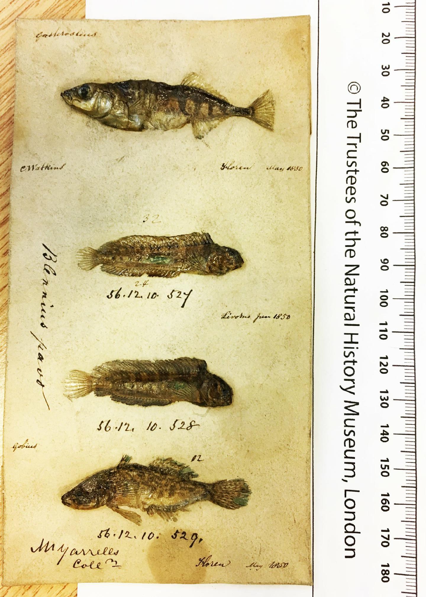 To NHMUK collection (Blennius pavo Risso, 1810; NHMUK:ecatalogue:2587892)