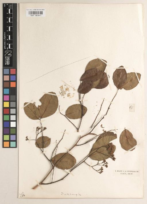 Dalbergia frutescens (Vell.) Britton - BM013406461