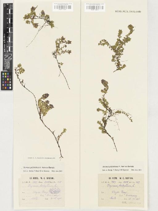 Thymus polytrichus subsp. britannicus (Ronniger) Kerguélen - BM001130469